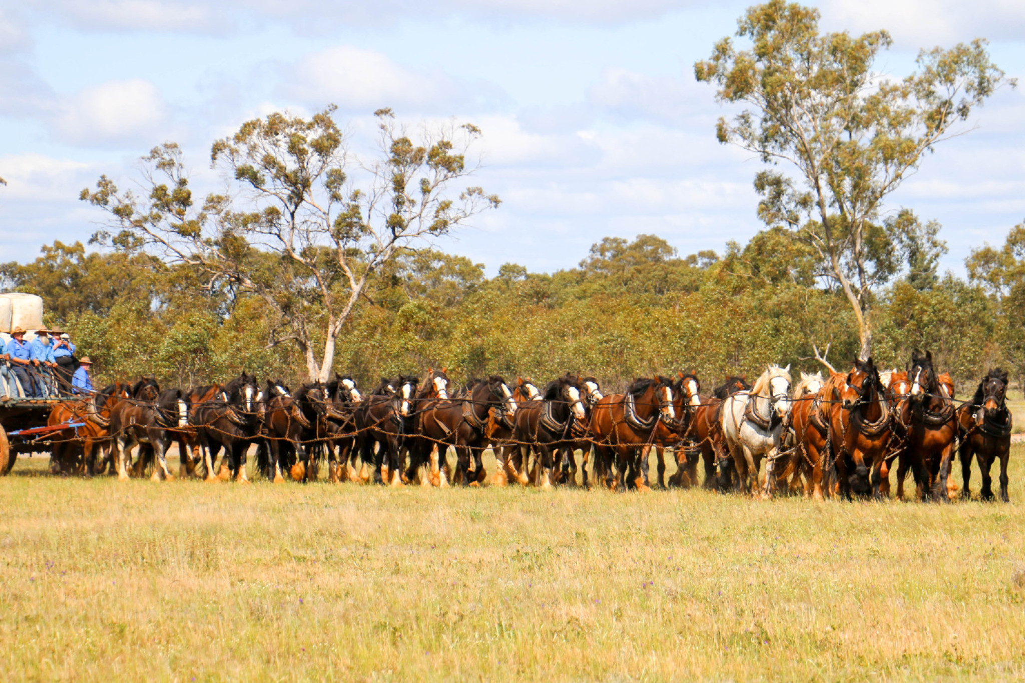 COMING SOON: The Barellan Working Clydesdales will attempt to break the national record of 50 horses in harness at the 2025 Good Old Days Festival. Image courtesy of Kim Woods.