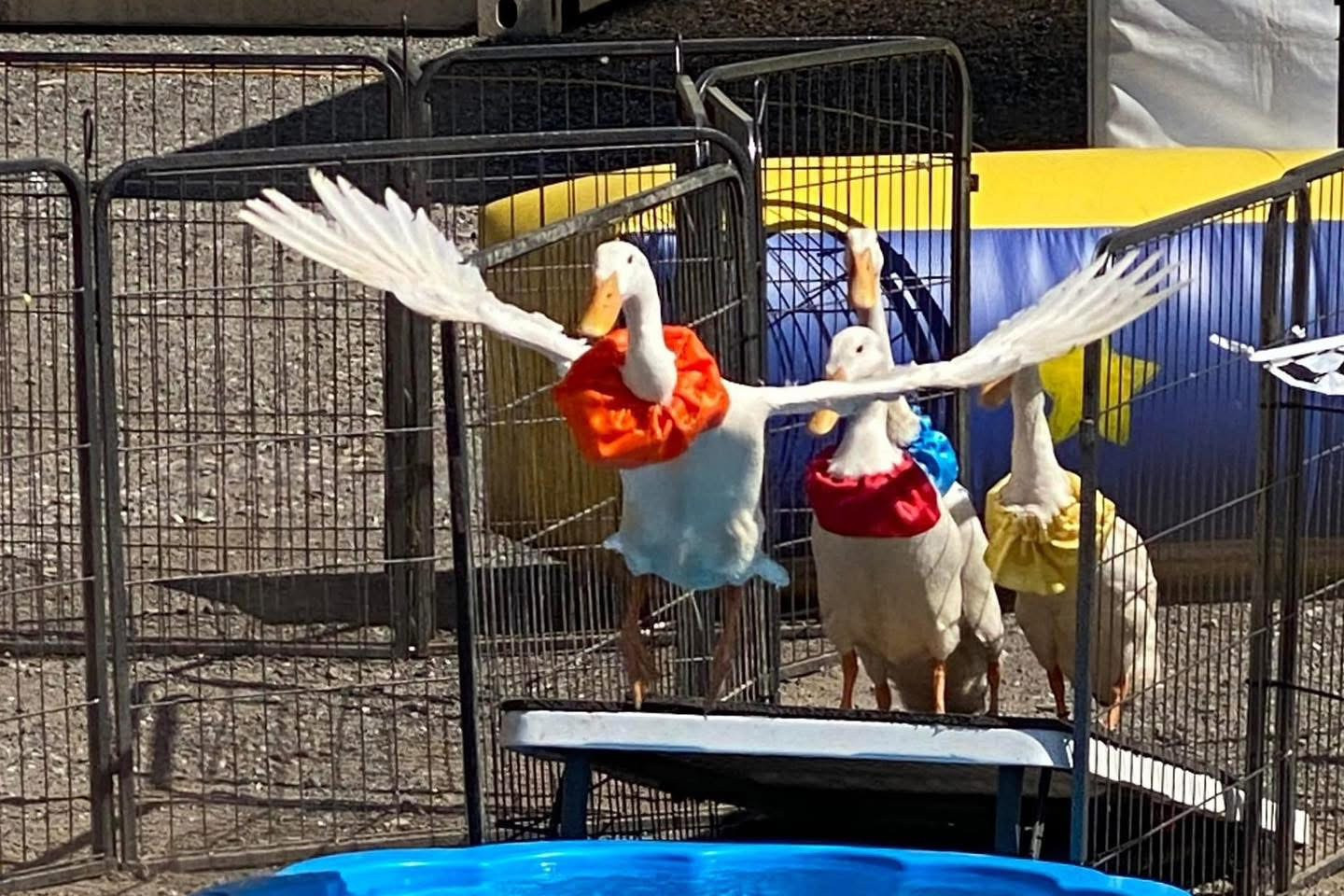 LOTS TO DO: There’s lots to do at this year’s West Wyalong Show on September 3 whether it be show rides, checking out artworks, the fried food or going to the duck races. Photo supplied.